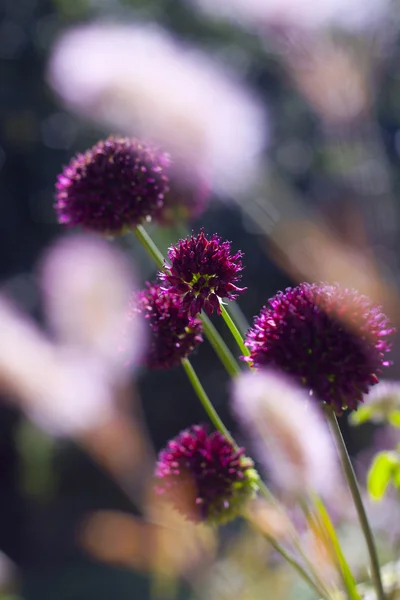 Beautiful purple wild flowers — Stock Photo, Image