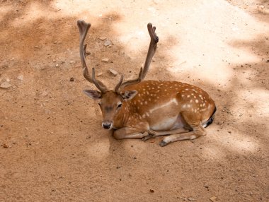 alageyik içinde parc de la ciutadella içinde. Barcelona.