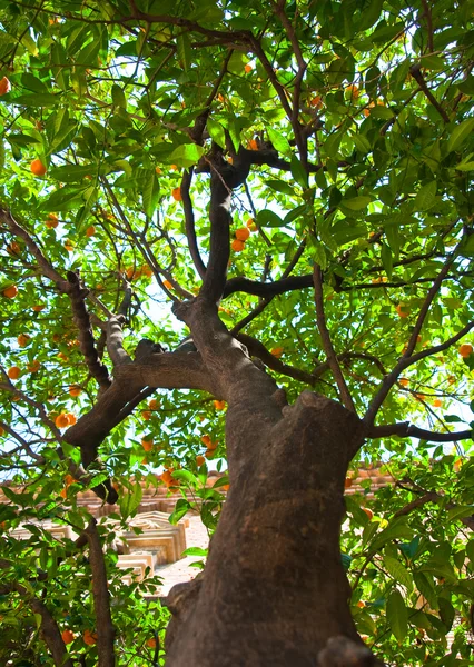 Close-up van Mandarijn boom. Barcelona. — Stockfoto