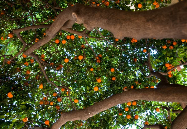 Nahaufnahme eines Mandarinenbaums. barcelona. — Stockfoto
