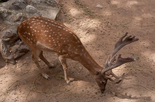 Fallow deer in the in the Parc de la Ciutadella. Barcelona. — Stock Photo, Image