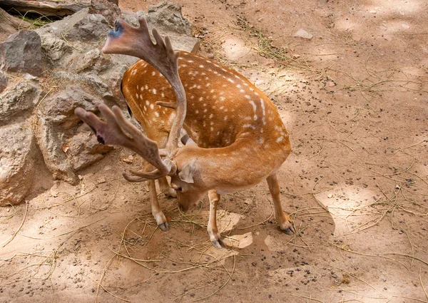 Fallow deer in the in the Parc de la Ciutadella. Barcelona. — Stock Photo, Image