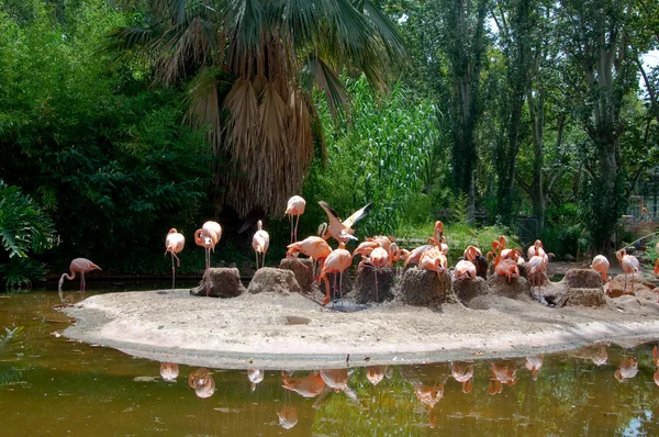 Flock av flamingos på en ö. — Stockfoto