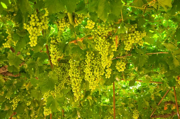 Vine in the middle of the summer. — Stock Photo, Image