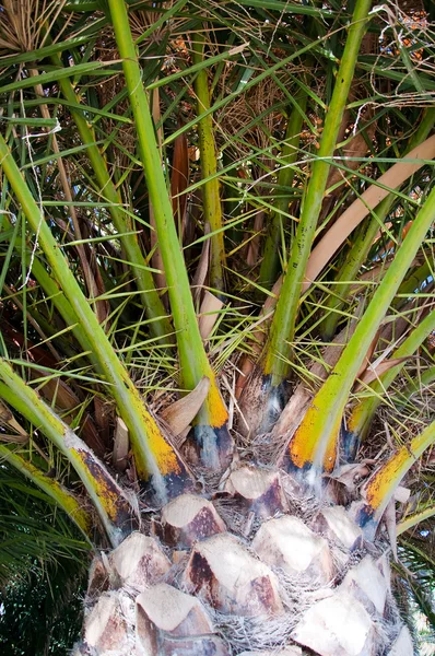 Palmträd. — Stockfoto