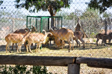friguia hayvan park. Hammamet, Tunus.