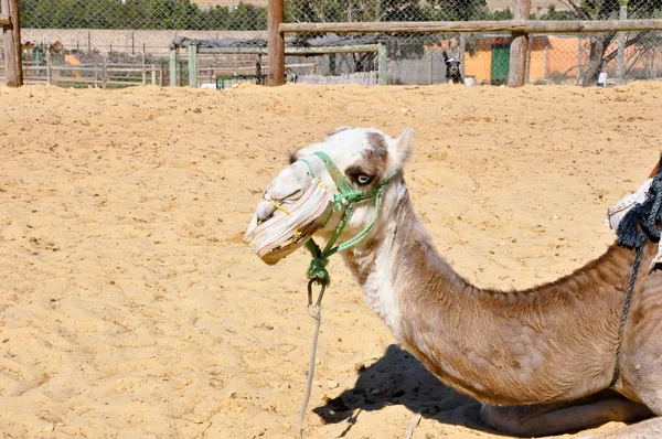Friguia 动物乐园里的骆驼。突尼斯哈马马特. — 图库照片