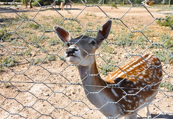 Sika deers in Friguia Animal Park. Hammamet,Tunisia. — Stock Photo, Image