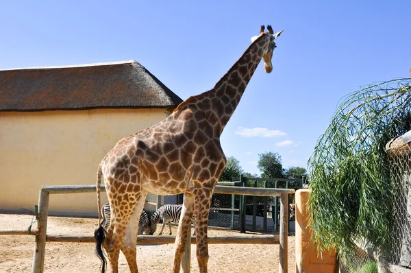 Giraffe in Friguia Animal Park. Hammamet,Tunisia. — Stock Photo, Image