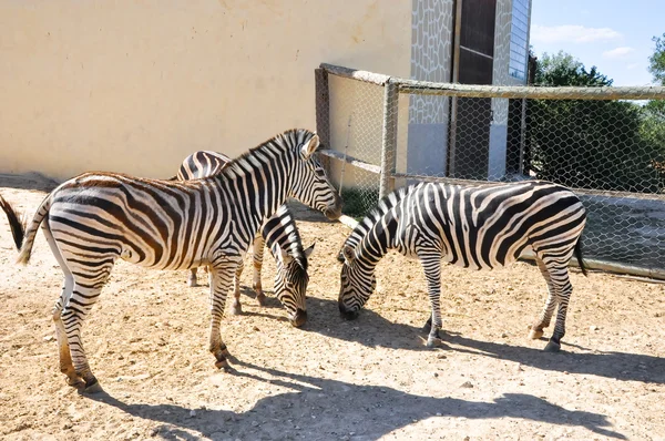 Zebralar friguia hayvan Park grubu. Hammamet, Tunus.