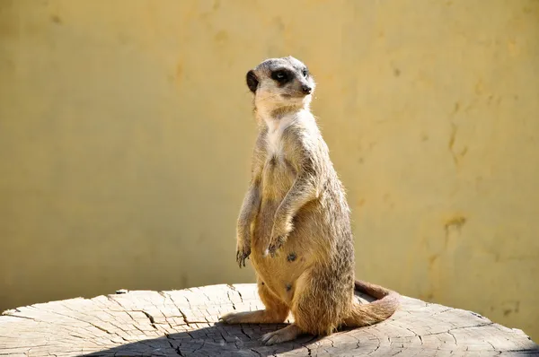 meerkat friguia Park'ta bir saplama üzerinde. Tunus.