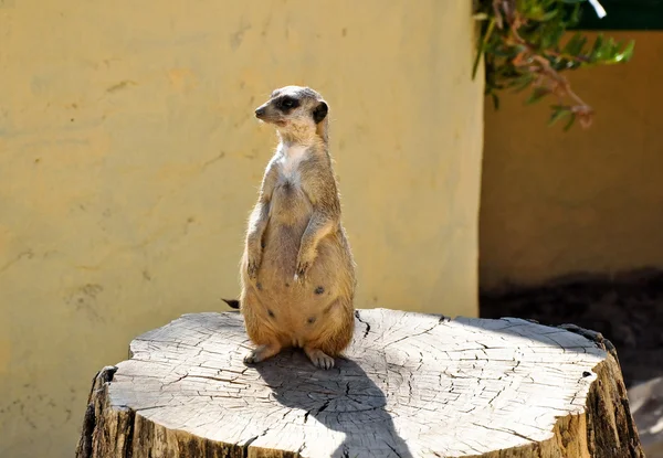 The meerkat on a stub in Friguia park. Tunisia. — Stock Photo, Image