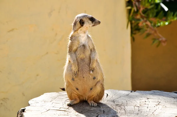 O meerkat em um toco no parque Friguia. Tunísia . — Fotografia de Stock