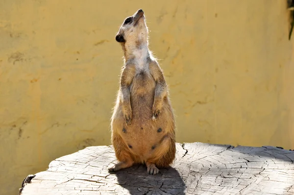 The meerkat on a stub in Friguia park. Tunisia. — Stock Photo, Image