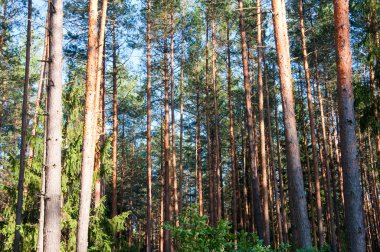 Orta yaz aylarında yemyeşil çam ormanı.
