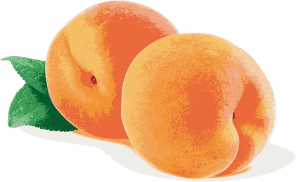 Dua buah persik lezat di atas meja. - Stok Vektor