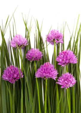 üzerinde beyaz izole bir çimen çiçekler