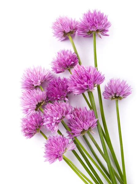 白で隔離される紫の花 — ストック写真