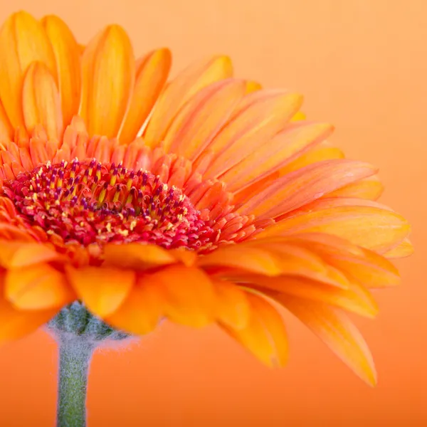 Orange gerbera — Stock Photo, Image