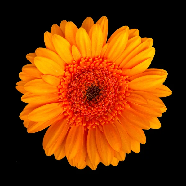 Gerbera — Zdjęcie stockowe