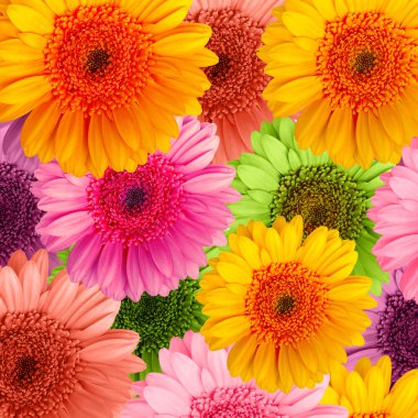 Beyaz arka plan üzerinde izole gerber çiçek