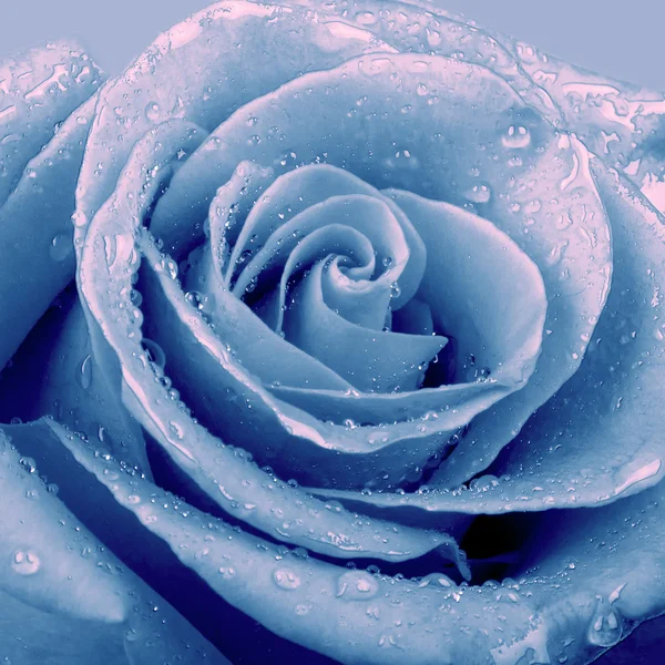 Blaue Rose — Stockfoto