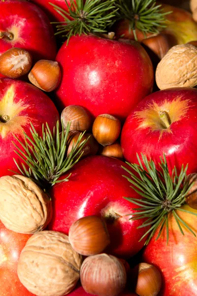 Fichtenzweige Äpfel und Nüsse — Stockfoto