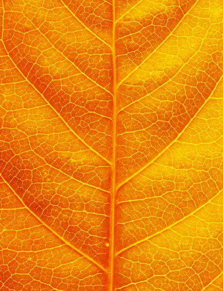 Leaf texture — Stock Photo, Image