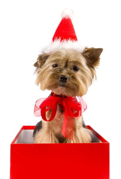Γιορκσιαρ Τεριερ σε ένα κόκκινο κουτί Χριστούγεννα — Φωτογραφία Αρχείου