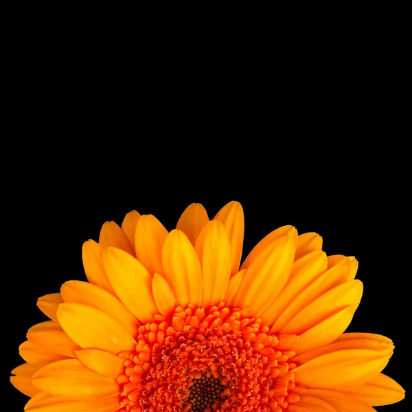 Gerbera — Stok Foto