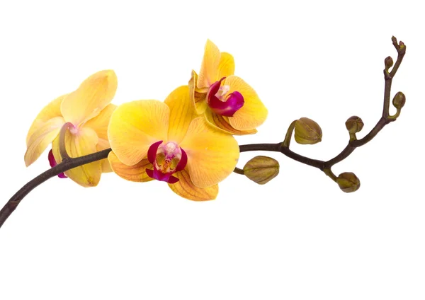 Gele orchidee bloem geïsoleerd op witte achtergrond — Stockfoto