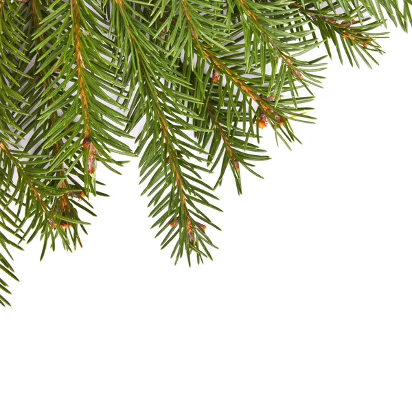 beyaz zemin üzerinde Noel ağacının dalını