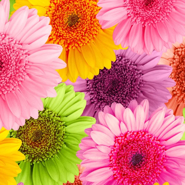 Gerber flower — Stock Photo, Image