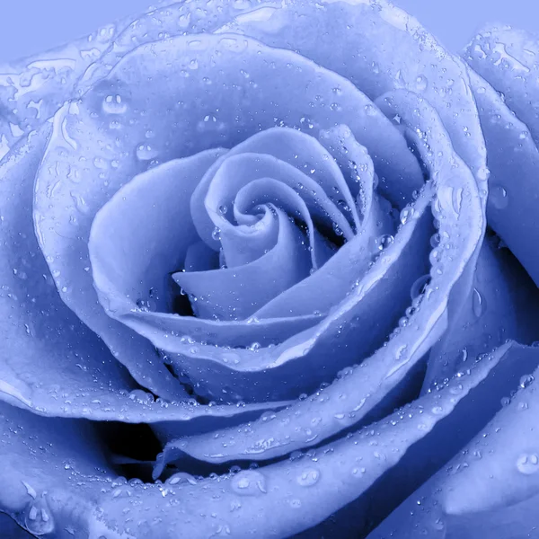 Blue rose — Stockfoto