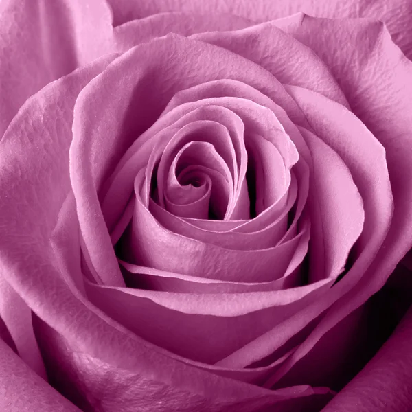 Pink rose — Stock Photo, Image