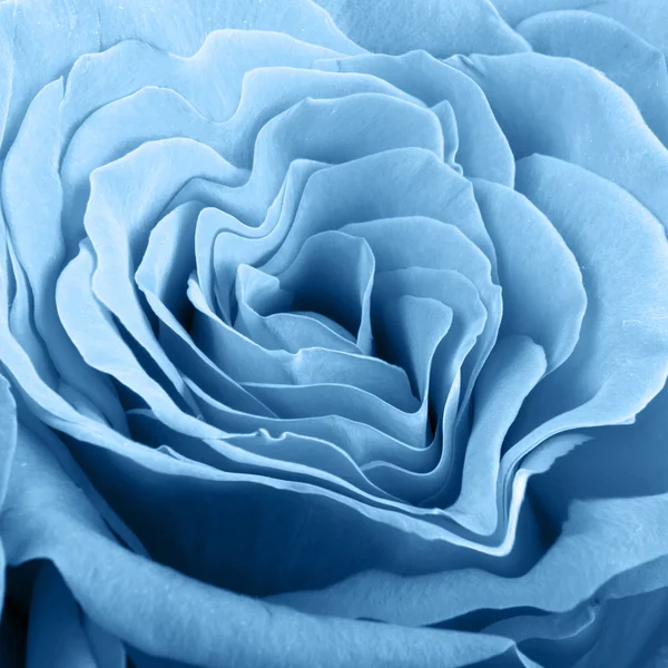 Rosa azul —  Fotos de Stock