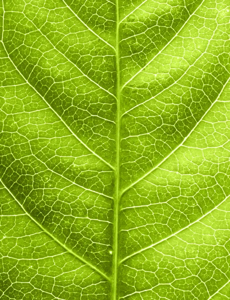 Leaf texture — Stock Photo, Image