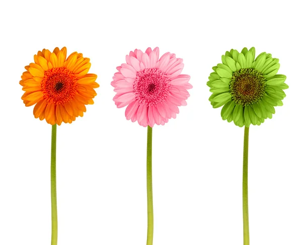 Colorful gerbers flowers isolated — Stock Photo, Image