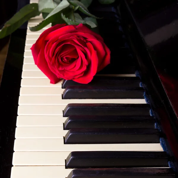 Rose auf einem Klavier — Stockfoto