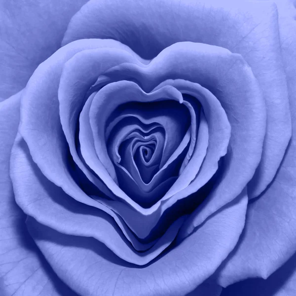 Blue rose — Stockfoto