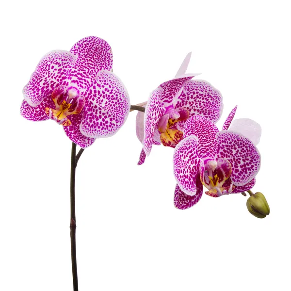 Maroon geïsoleerd op een witte orchidee — Stockfoto