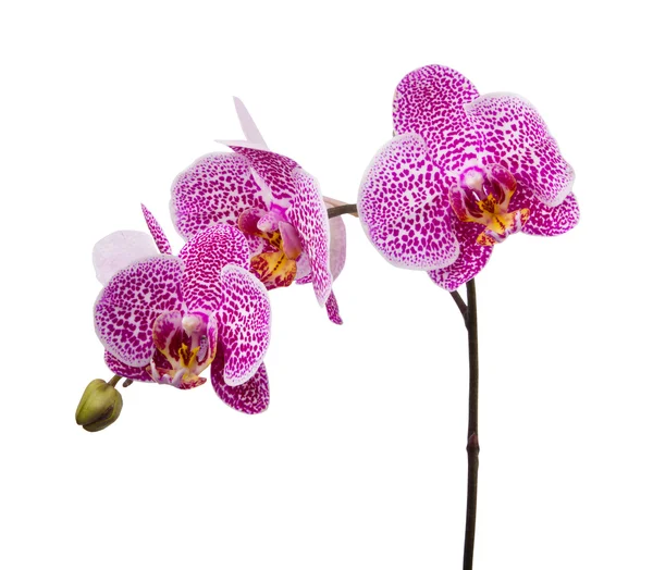 Kaštanová orchidej izolovaných na bílém — Stock fotografie