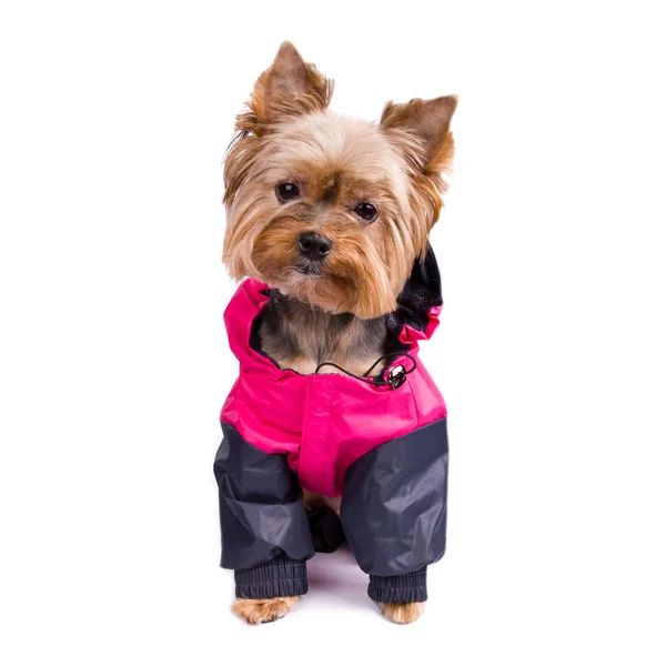 Yorkshire terrier hund framför en vit bakgrund — Stockfoto