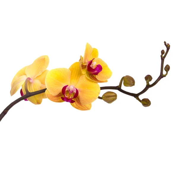 Gele orchidee bloem geïsoleerd op witte achtergrond — Stockfoto