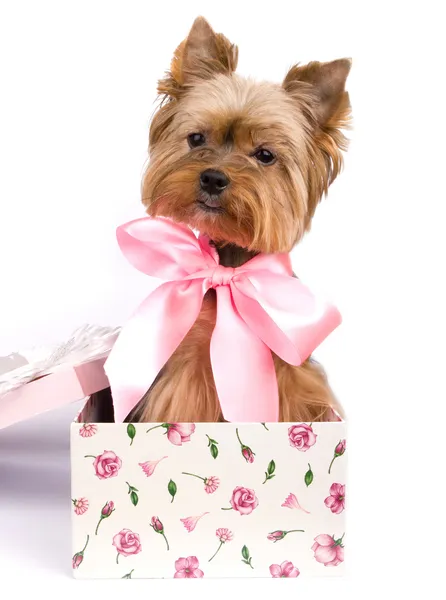 Yorkshire terrier i en presentförpackning — Stockfoto