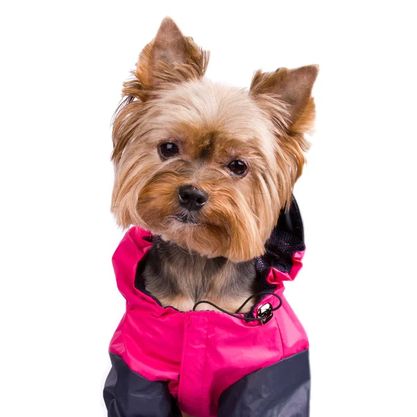 Yorkshire terrier hund framför en vit bakgrund — Stockfoto