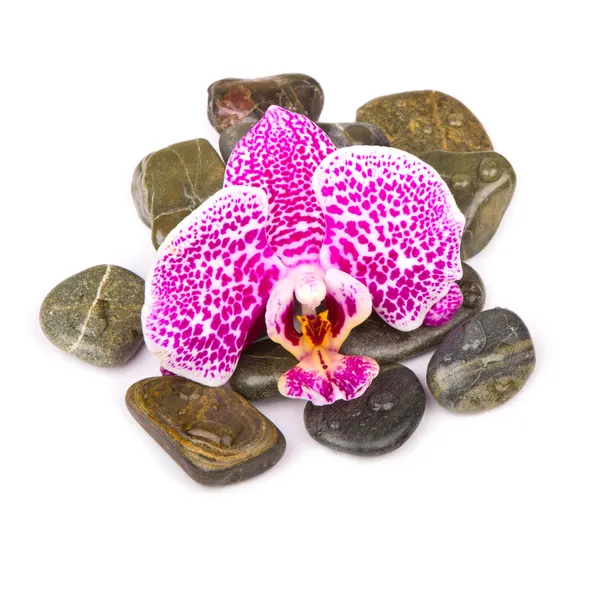 Stones and orchid on the white background — Stock Photo, Image