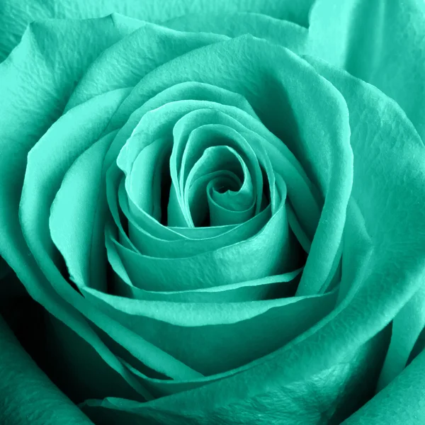 Rose bleue — Photo