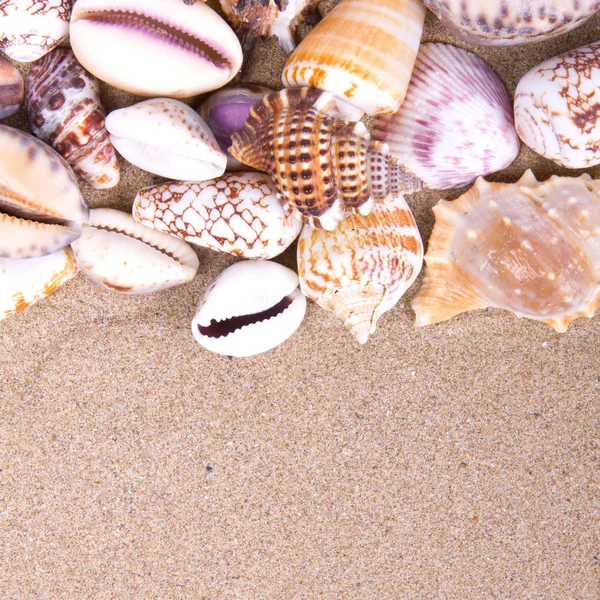 Conchas de mar con arena como fondo — Foto de Stock