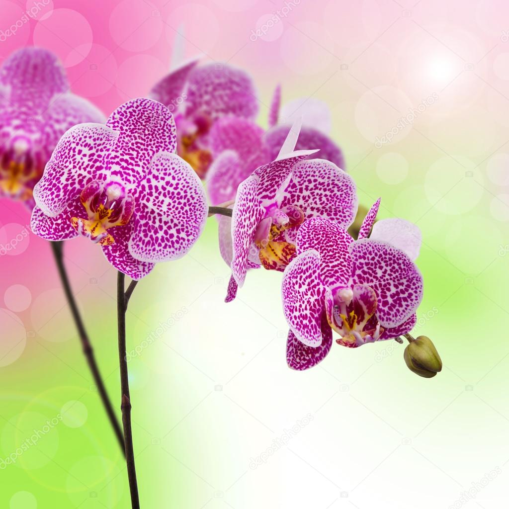 Orchid flowers